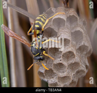 Feldwespe galicus bischoffi Wasp Hornet kümmert sich um sein Nest Stockfoto