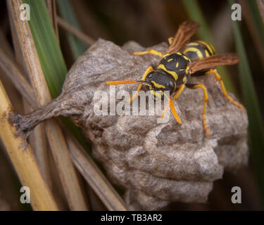 Feldwespe galicus bischoffi Wasp Hornet kümmert sich um sein Nest Stockfoto