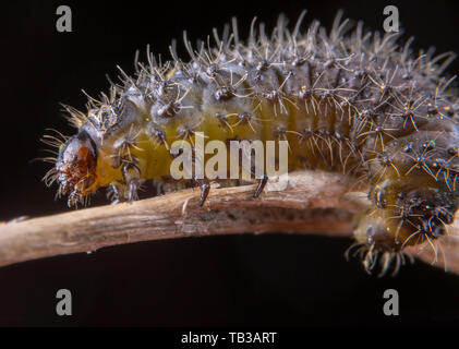 Kleine haarige Raupe von Lymantria dispar auf einem Zweig Makro portrait Stockfoto