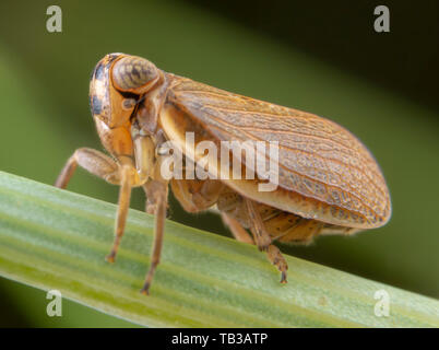 Muslsantereum maculifrons Wasp Heuschrecke auf grünes Blatt posieren Stockfoto