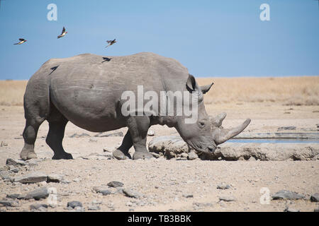 Weiß oder Gras Nashörner (Rhinocerotidae)) trinken an einer künstlichen Wasserloch. Hinweis Die oxpeckers Landung auf der Rhino zurück Stockfoto