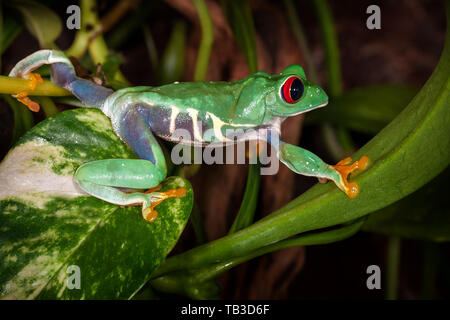 Die roten Augen Laubfrosch reist auf Blätter Stockfoto