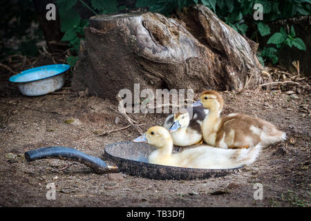 Drei kleine Entenküken sitzen in einem alten Bratpfanne Stockfoto