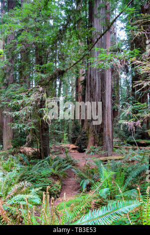 Marsh Memorial Grove, Jedediah Smith Redwoods State Park, California, CA, USA Stockfoto