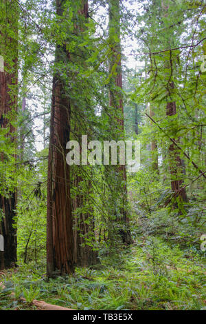 Marsh Memorial Grove, Jedediah Smith Redwoods State Park, California, CA, USA Stockfoto