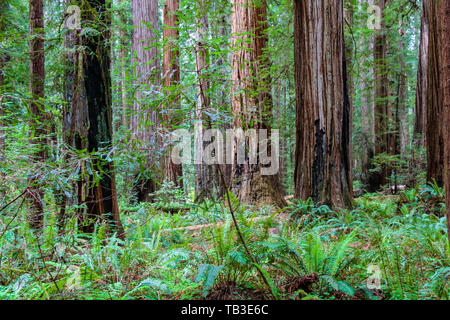 Stout Memorial Grove, Kalifornien Mammutbäume Stockfoto