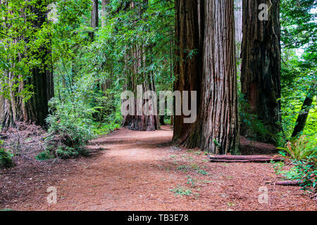 Stout Memorial Grove, Kalifornien Mammutbäume Stockfoto