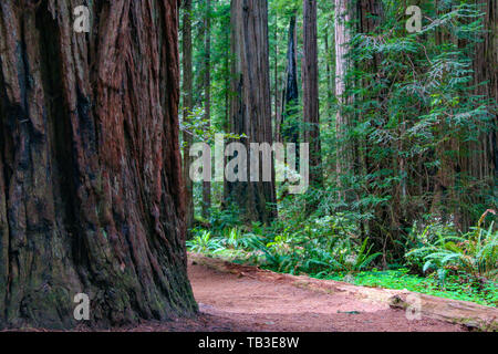 Stout Memorial Grove, Kalifornien Mammutbäume Stockfoto