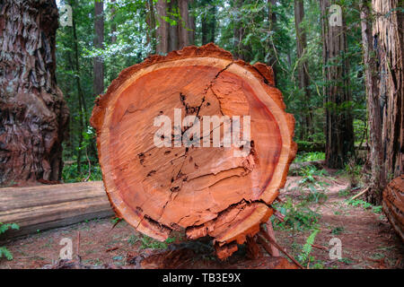 Stout Memorial Grove, Kalifornien Mammutbäume Stockfoto