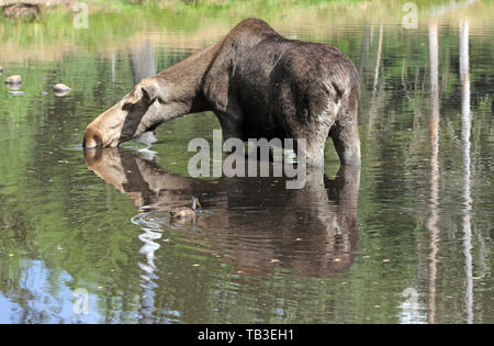 13.07.2018, Markaryd, sölvesborgs Län, Schweden - Elch Kuh ist im Wasser trinken. 00 S 180713 D 626 CAROEX.JPG [MODEL RELEASE: NICHT ZUTREFFEND, P Stockfoto