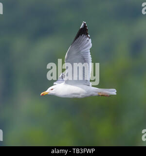 Close-up Flying yellow-legged Gull (Larus michahellis), grüner Hintergrund Stockfoto