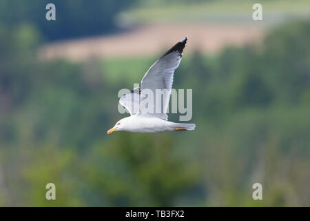 Seitenansicht flying yellow-legged Gull (Larus michahellis), grüner Hintergrund Stockfoto