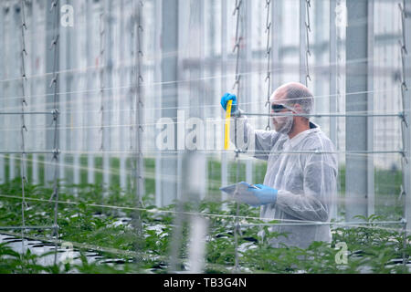 Industrielle cannabis Plantage farm Green House Stockfoto