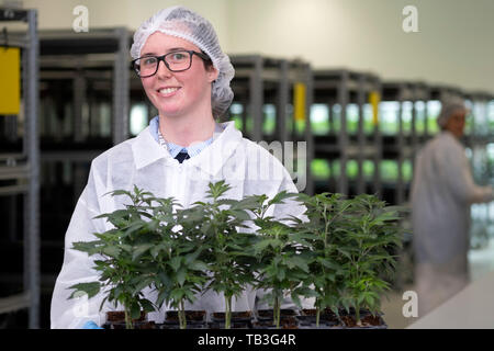 Weibliche Arbeitnehmer halten Cannabis Pflanzen auf industriellem Cannabis Plantage farm Green House Stockfoto