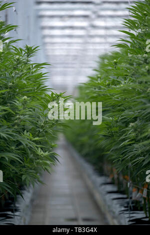 Industrielle cannabis Plantage farm Green House Stockfoto