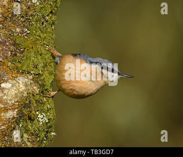 Kleiber Stockfoto