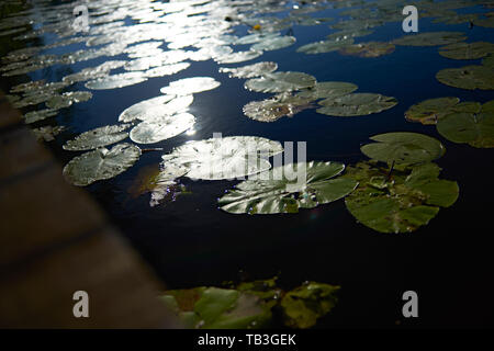 Atemberaubende Low Angle Shot von Seerosen auf der Seite eines großen Sees im Sommer Sonnenschein Stockfoto