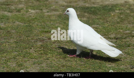 Weiße Taube auf dem Boden Stockfoto
