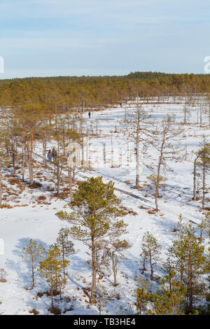 Viru Raba Sumpfland von oben im Winter verschneite Jahreszeit. Lahemaa Nationalpark in Estland. Winter kalt und frostig Landschaft. Stockfoto