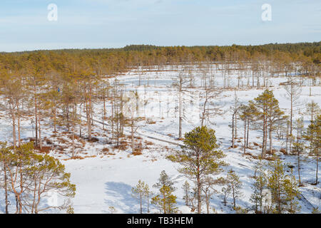 Viru Raba Sumpfland von oben im Winter verschneite Jahreszeit. Lahemaa Nationalpark in Estland. Winter kalt und frostig Landschaft. Stockfoto