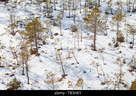 Viru Raba Sumpfland von oben im Winter verschneite Jahreszeit. Lahemaa Nationalpark in Estland. Winter kalt und frostig Landschaft. Stockfoto