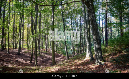 Bild von einem dichten Wald am Morgen. Stockfoto