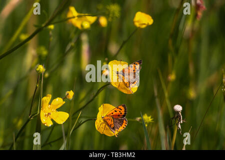 Wenig Kupfer auf einem buttercup Blume Stockfoto