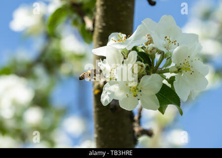 Honigbiene bestäubt Apfelblüte im Frühling Garten Stockfoto