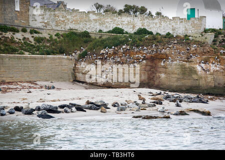 Graue Dichtungen, Halichoerus grypus und Verschachtelung Dreizehenmöwe auf Coquet Insel schlendern auf der Northumberland Küste. Stockfoto