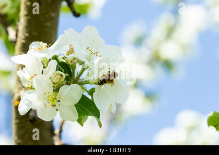 Honigbiene bestäubt Apfelblüte im Frühling Garten Stockfoto