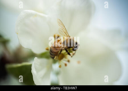 Honigbiene bestäubt Apfelblüte im Frühling Garten Stockfoto
