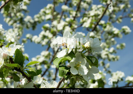 Honigbiene bestäubt Apfelblüte im Frühling Garten Stockfoto