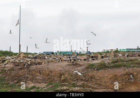 Coquet Insel schlendern auf der Northumberland Küste, ist ein rspb Vogelschutzgebiet und die Heimat von etwa 95% aller die Zucht Roseate Seeschwalben in der Britischen ist Stockfoto