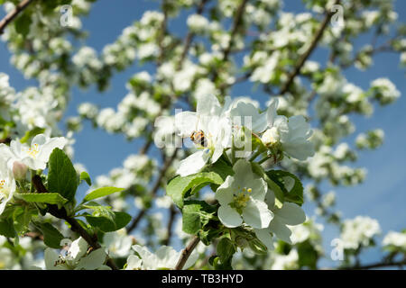 Honigbiene bestäubt Apfelblüte im Frühling Garten Stockfoto