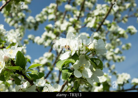 Honigbiene bestäubt Apfelblüte im Frühling Garten Stockfoto