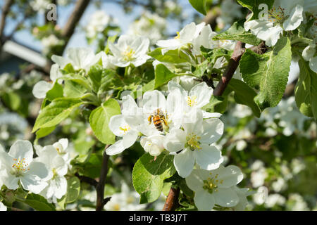 Honigbiene bestäubt Apfelblüte im Frühling Garten Stockfoto
