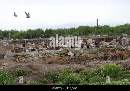 Coquet Insel schlendern auf der Northumberland Küste, ist ein rspb Vogelschutzgebiet und die Heimat von etwa 95% aller die Zucht Roseate Seeschwalben in der Britischen ist Stockfoto