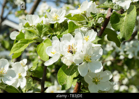 Honigbiene bestäubt Apfelblüte im Frühling Garten Stockfoto