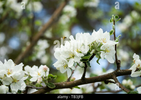 Honigbiene bestäubt Apfelblüte im Frühling Garten Stockfoto
