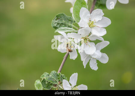 Honigbiene bestäubt Apfelblüte im Frühling Garten Stockfoto