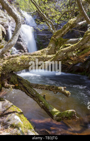 Sonnendurchflutete, curvy Baum von Golden moss vor einem malerischen Wald Wasserfall zur Kaskadierung von den felsigen Klippen Stockfoto