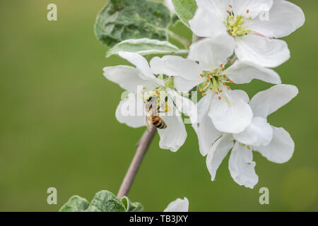 Honigbiene bestäubt Apfelblüte im Frühling Garten Stockfoto