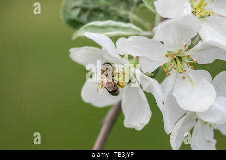 Honigbiene bestäubt Apfelblüte im Frühling Garten Stockfoto