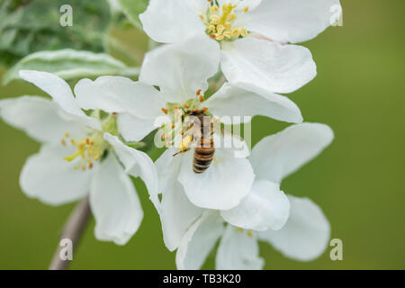 Honigbiene bestäubt Apfelblüte im Frühling Garten Stockfoto