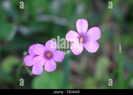 Makroaufnahme von ein paar kleinen rosa lila Wildblumen in Texas Stockfoto