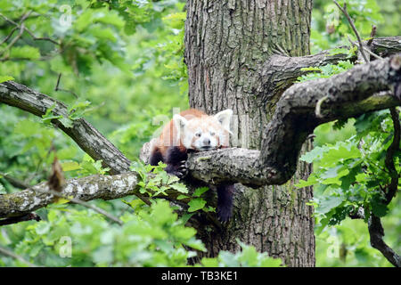 Red Panda Ailurus Fulgens liegen auf Zweig Stockfoto