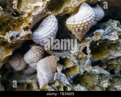 Calliostoma annulatum an der Küste Steine Stockfoto