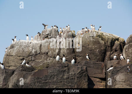 Gemeinsame Trottellumme, Tordalk und Papageientaucher auf Zucht Klippen auf die Farne Islands, Northumberland, Großbritannien. Stockfoto