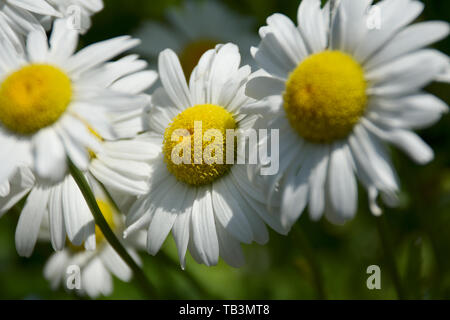 Nahaufnahme von drei weißen Becky daises Stockfoto