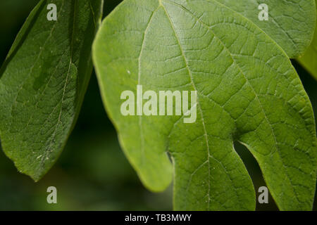 Nahaufnahme von Sassafras baum Blatt Stockfoto